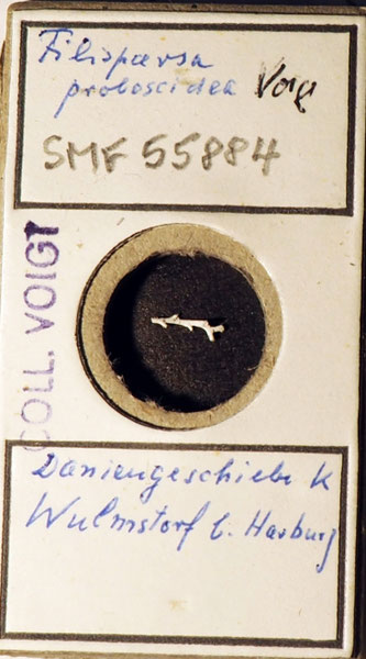 Senckenberg, Bryozoa, Bryozoen, Moostierchen, Sammlung Voigt