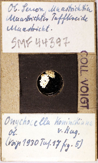 Bryozoa aus Sammlung Senckenberg Frankfurt, CC BY:  Dr. Rainer Teubner