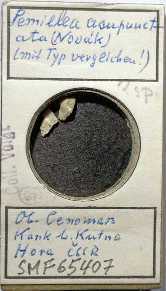 Senckenberg, Bryozoa, Bryozoen, Moostierchen, Sammlung Voigt