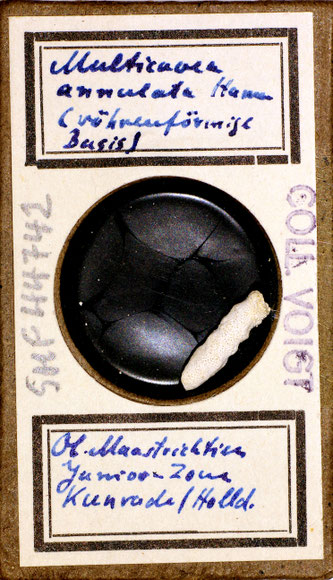 Senckenberg, Bryozoa, Bryozoen, Moostierchen, Sammlung Voigt