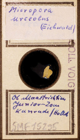 Senckenberg, Bryozoa, Bryozoen, Moostierchen, Sammlung Voigt