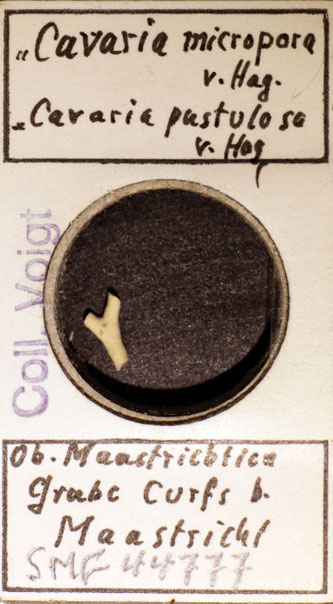 Senckenberg, Bryozoa, Bryozoen, Moostierchen, Sammlung Voigt