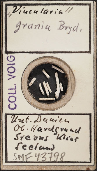 Senckenberg, Bryozoa, Bryozoen, Moostierchen, Sammlung Voigt