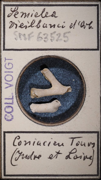 Senckenberg, Bryozoa, Bryozoen, Moostierchen, Sammlung Voigt