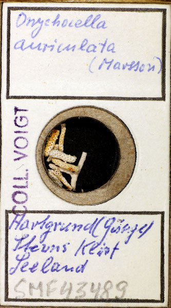 Senckenberg, Bryozoa, Bryozoen, Moostierchen, Sammlung Voigt