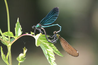 Blauflügel-Prachtlibelle, Paarungsrad