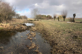 Kopfweiden bei Schwabhausen