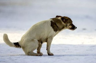 Image d'un chiot atteint d'une parvovirose avec une diarrhée hémorragique