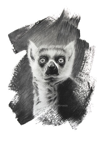 lemur brushstrokes drawing by french pencil artist Magali Lapeyre-Mirande lémurien coups de pinceaux dessin artiste dessinatrice