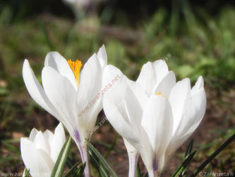 Weiße Krokusse im Frühling