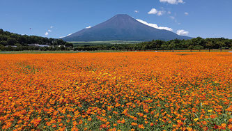 画像提供:山中湖花の都公園
