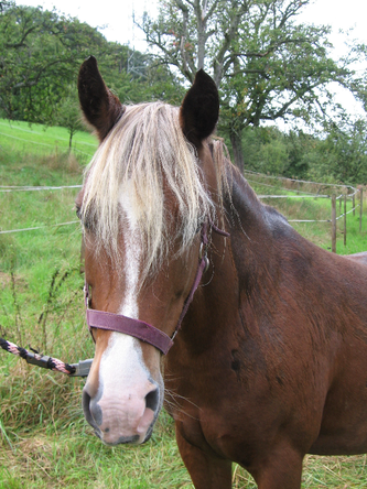 Das erste eigene Pferd, Majana