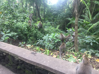 Monkey Forest, Ubud, Affenwald