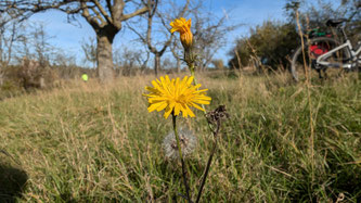 Foto: NABU Ilm-Kreis