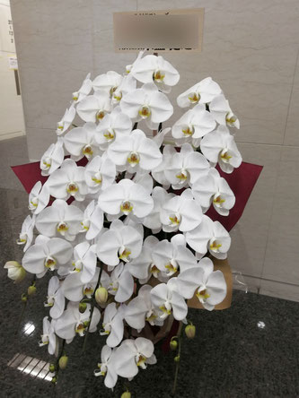 アミューズ様宛にお届けした胡蝶蘭の白大輪、5本立ちのLサイズ。かなり豪華です。