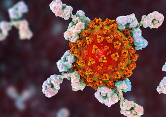 Antikörper greifen das SARS-CoV-2-Virus an Source: Kateryna Kon/Shutterstock.com