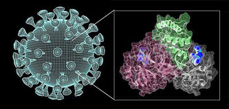 Coronavirus: Entscheidende Enzymstruktur aufgeklärt