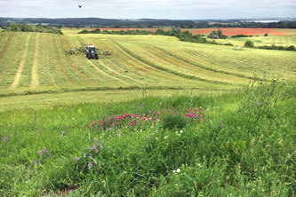 Vom Artenschwund betroffen sind vor allem Wiesen in der Nähe von stark landwirtschaftlich genutzten Flächen.  (Bildquelle: Dr. Ulrike Garbe / Landesamt für Umwelt, Brandenburg)