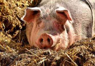 Afrikanische Schweinepest © Tous droits réservés - Pixabay/CCO