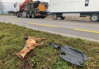 Tot aufgefundener Goldschakal, nach Verkehrsunfall © Tous droits réservés