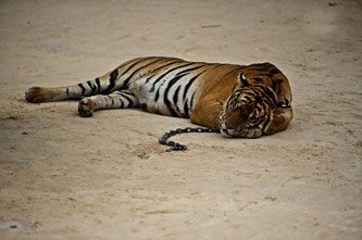 Ein Leben in Ketten: Die Tiger im thailändischen Kanchanaburi-Tigertempel werden vermutlich mit Beruhigungsmitteln betäubt Foto: James Morgan/WWF