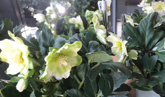 Schön zur Weihnachtszeit: Helleborus niger, Christrose, Schwarze Nieswurz