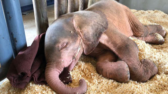 Elefantenmädchen Khanyisa wenige Tage nach ihrer Rettung (Bildquelle: spiegel.de)