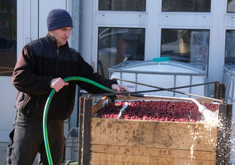 Weinkeller Weingut zum Sternen in Würenlingen