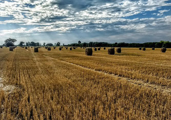 Der biologische Landbau ist weiter auf dem Vormarsch. 