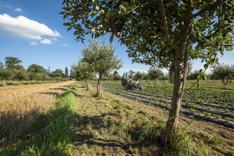 Foto: Gabriela Brändle, Agroscope