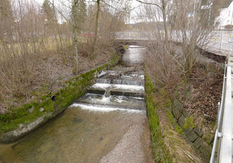 Schwellenpassage in Mönchaltorf behindert Fischwanderung.