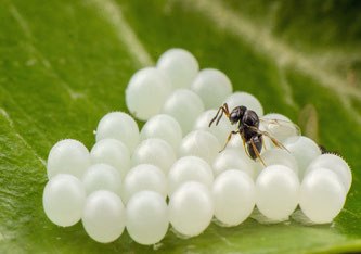 Die Samuraiwespe parasitiert die Eier der Marmorierten Baumwanze. (Foto: Tim Haye, CABI) 