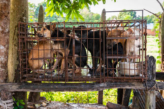 In Südostasien floriert der Handel mit Haustieren trotz schwerwiegenden Gesundheitsrisiken.  Bildquelle: Tierschutzorganisation Vier Pfoten