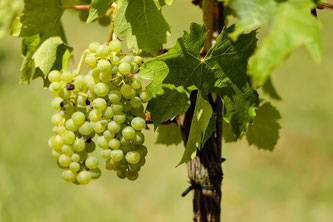 Weniger Wein, dafür gute Qualität