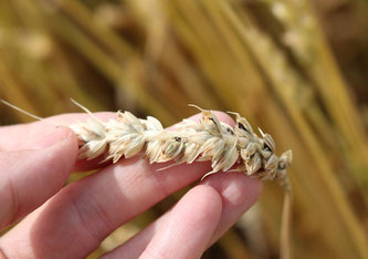 Stinkbrand des Weizens (Seraina Klaus, Agroscope)