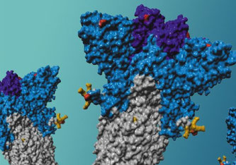 Schematische Darstellung des Spike-Proteins der Delta-Variante mit Mutationen (rot) an der Rezeptor-Bindungs-Domäne (lila) und der N-terminalen Domäne (blau). Markus Hoffmann