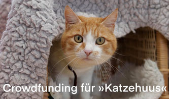 Sie fühlt sich hier zuhause. Bildquelle: »Katzehuus«