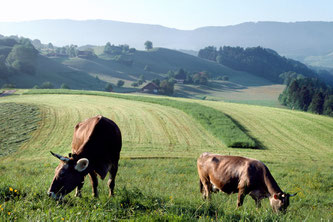 Foto: Gabriela Brändle, Agroscope