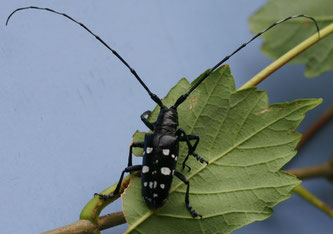 BAFU: Asiatischer Laubholzbockkäfer - Anoplophora glabripennis 