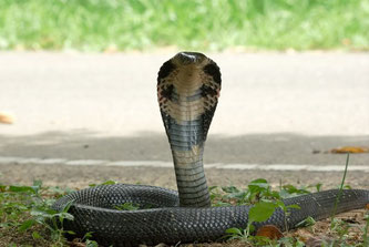 Die Chinesische Kobra könnte der Ursprung des tödlichen Virus sein.