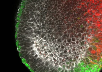 Gefärbtes Bild eines frühen Mausembryos (Gastrula), das die Bildung von Endoderm in Grün und Mesoderm in Rot zeigt © Helmholtz Zentrum München / Silvia Schirge