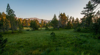 Hochmoor «Gross Gfäl» in der Gemeinde Flühli. Für wassergeprägte Lebensräume, wie dieses Moor, trägt der Kanton Luzern eine besondere Verantwortung. Bild: Dienststelle Landwirtschaft und Wald, Luzern