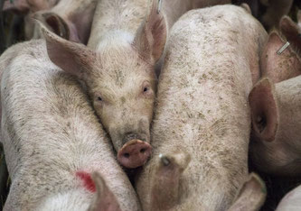 Den Wissenschaftlern zufolge waren bereits 10,4 Prozent der Schweinehalter mit dem neuen Virus infiziert.