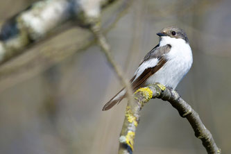 Trauerschnäpper - Foto: Hartmut Mletzko