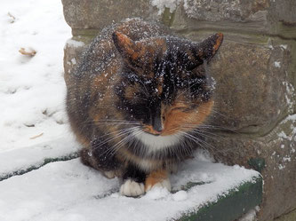 Körperhaltung einer Katze beim frieren