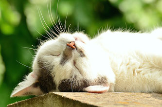 Entspannte Katze