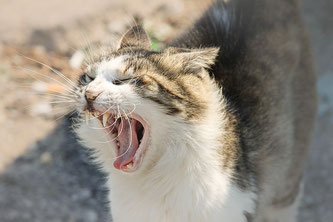 Katze mit nach vorne gerichteten Schnurrhaaren