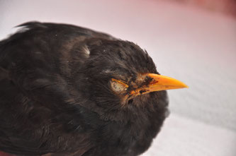 Amsel mit Usutu-Verdacht - Foto: NABU/Stefan Bosch