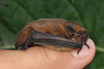 Zwergfledermaus - Foto:NABU/Eckhard Grimmberger
