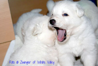 White Valley - Welpen - Weisse Schäferhunde aus Niedernsill